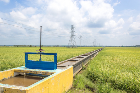 electricity high voltage power post  and water canal irrigation in paddy fieldの写真素材