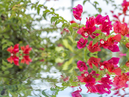 Red bougainvillea flower close up with reflectionの写真素材