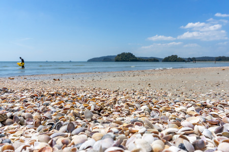 Beach shells at seashoreの写真素材
