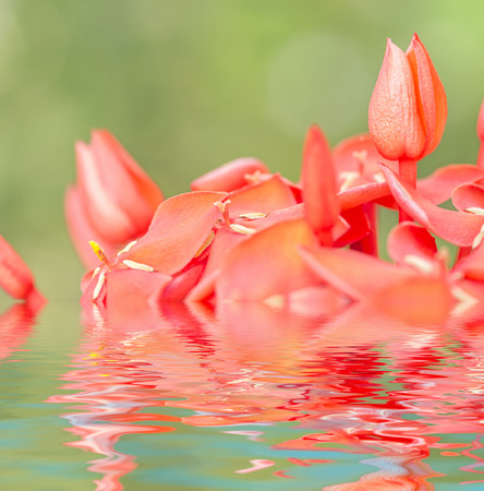Red Ixora coccinea flowers and reflection, macro viewの写真素材