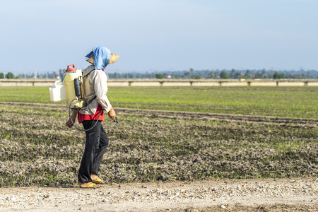 TANJUNG KARANG, MALAYSIA - 31 JANUARY 2016 : Unidentified farmer spraying insecticide with traditional way on a paddy field in Tanjung Karang, Malaysia. Selective focus and shallow DOFのeditorial素材
