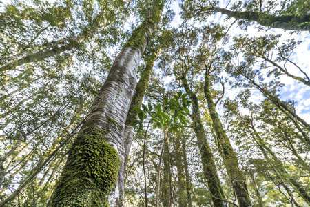 Green moss on tree at Milford Sound, New Zealand