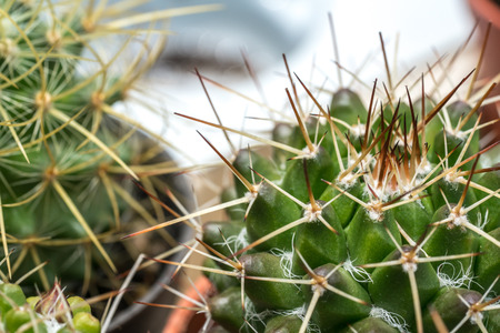 Cactus with close up viewの写真素材