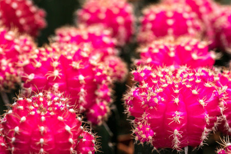 Cactus with close up view