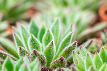 Cactus with close up viewの写真素材