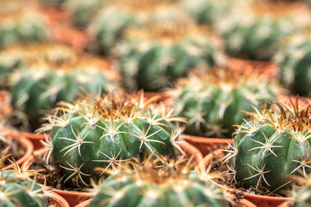 Cactus with close up viewの写真素材