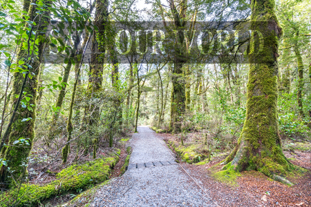 Wooden walkway in the rain forest. Sinking in mossy trees and numerous ferns. Haast, West Coast, New Zealandの写真素材