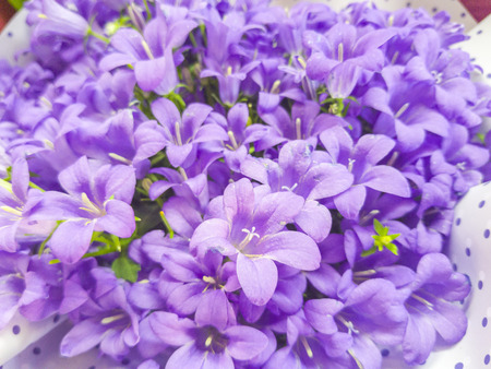 Campanula bouquet with selective focus.の写真素材