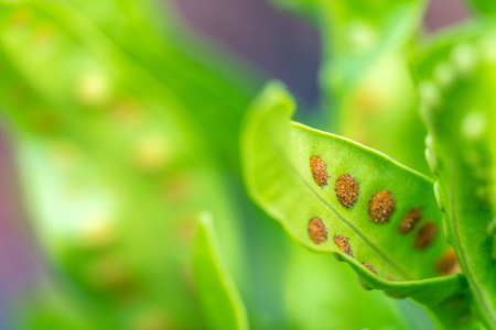 Stomata leaf with bokeh background. Education concept.の写真素材