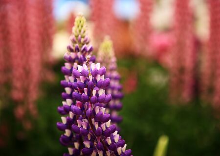 beautiful nature flower backgroundの写真素材