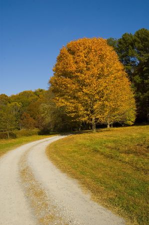 Yellow fall tree by country road