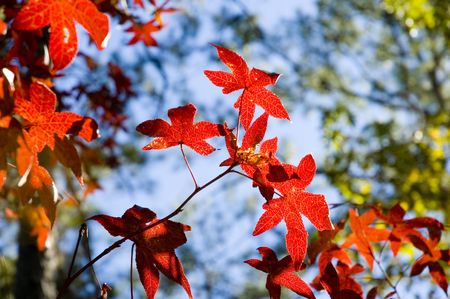 red leaves in sunlight