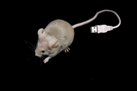 Mouse with USB tailの写真素材