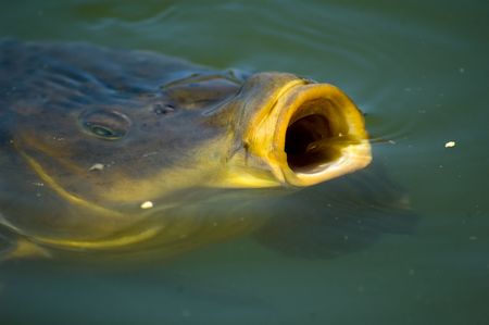Common carp (Cyprinus carpio) feeding at surface of the waterの写真素材