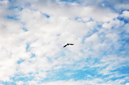 cloudy sky with birdの写真素材