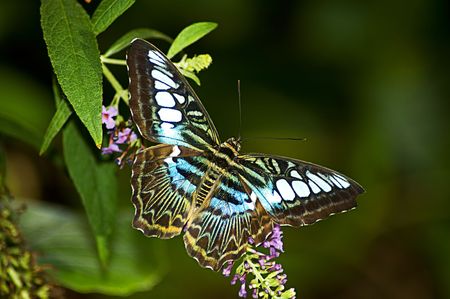 butterfly perched on plantの写真素材