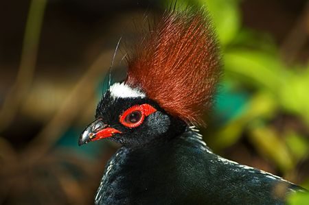 Close up of  crested wood partridge (Rollulus rouloul)の写真素材