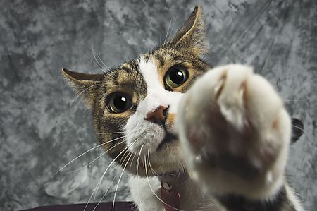 Pet cat batting at the camera with shallow depth of field focused on the cat's eyesの写真素材