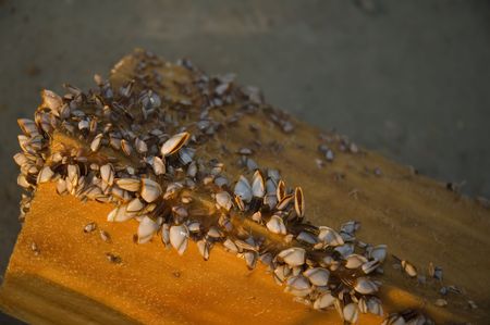 mollusks clinging to a piece of lunber at low tideの写真素材