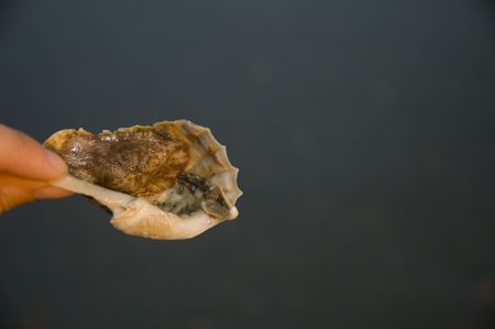 soft mullusk attached to abandoned shellの写真素材