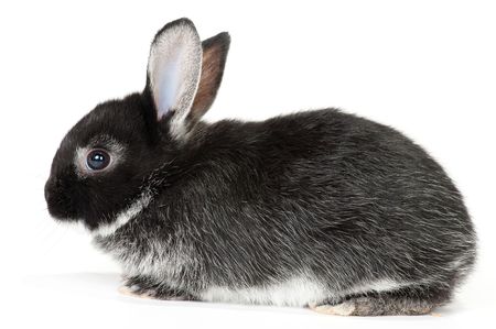 Cute black and white baby rabbit on white backgroundの写真素材