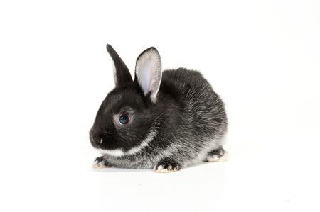 Cute black and white baby rabbit on white backgroundの写真素材