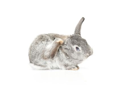 Cute gray baby rabbit scratching its ear with its foot on white backgroundの写真素材