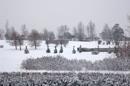 Winter scene of trees and the branch with the snow from the skyの写真素材