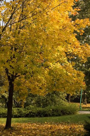 Tree in park in southern poland fall の写真素材