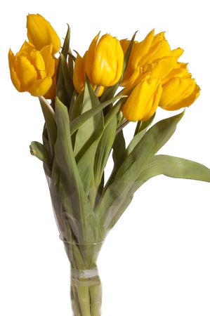 Bunch of yellow tulips on the white backgroundの写真素材
