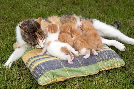 Beautiful pets, young cute catsの写真素材