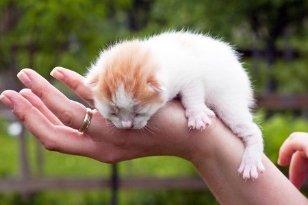 Beautiful pets, young cute catsの写真素材