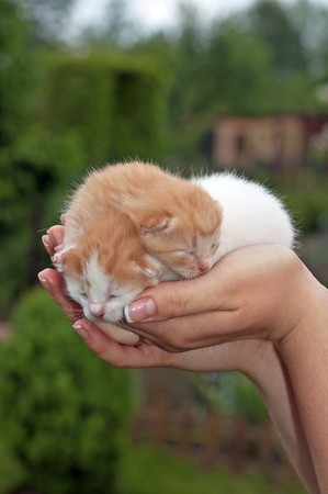 Beautiful pets, young cute catsの写真素材