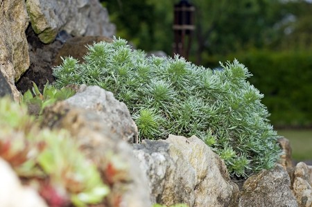 Garden plant growing in the gardenの写真素材