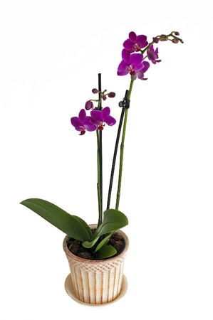 Little lila orchid on a white backgroundの写真素材