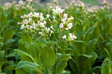 Lines of green tobacco plants on a fieldの写真素材
