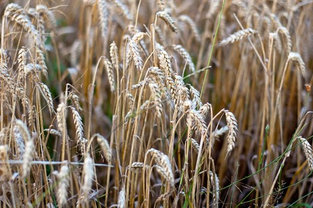 Crop of rye - golden cerealの写真素材