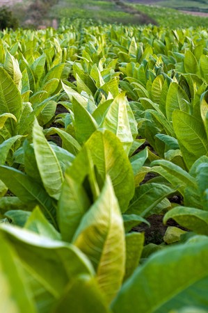 Lines of green tobacco plants on a fieldの写真素材