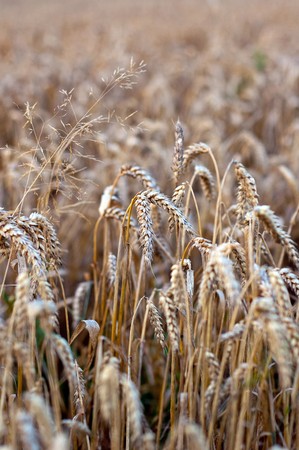 Crop of rye - golden cerealの写真素材