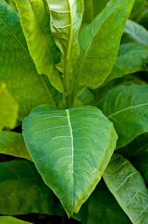 Lines of green tobacco plants on a fieldの写真素材