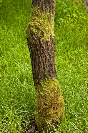 Moss on the trunk of the tree in southern Polandの写真素材