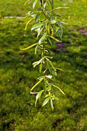 Garden plant growing in the gardenの写真素材