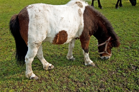 A cute mini pony on a willowの写真素材