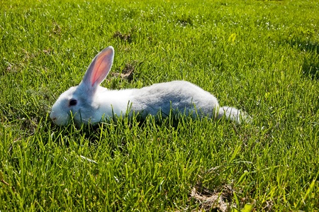 small rabbit running after young green grassの写真素材