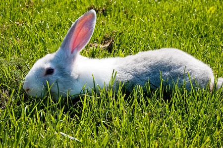 small rabbit running after young green grassの写真素材