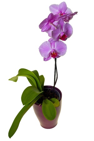 Little lila orchid on a white backgroundの写真素材
