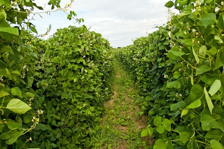 Bean climbing plants on the garden bed in the summertime with pillar from stringの写真素材