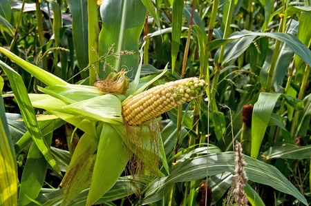 Green maize field in summer sunの写真素材