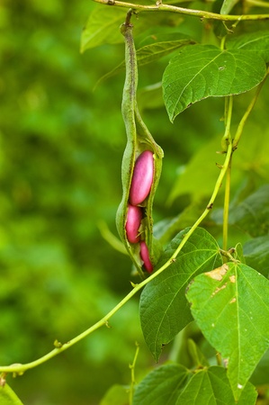 Bean on the branch in the vegetable-gardenの写真素材