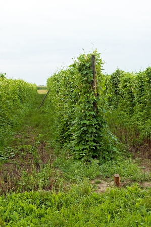 Bean climbing plants on the garden bed in the summertime with pillar from stringの写真素材